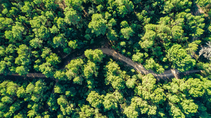 Green landscape top view green trees and road