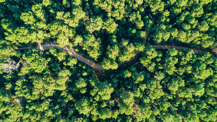 Green landscape top view green trees and road aerial view drone photography destination metaphor nature