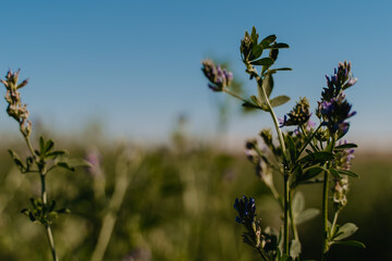 bee on a flower