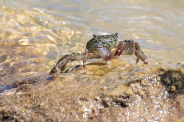 Characteristic specimen of Mediterranean crab on rocks