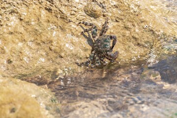Characteristic specimen of Mediterranean crab on rocks