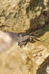 Characteristic specimen of Mediterranean crab on rocks