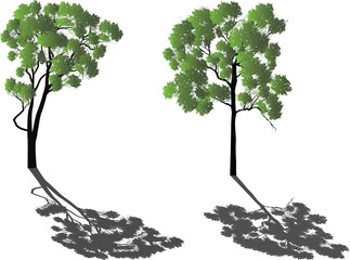 Obraz premium two large green eucalyptus trees with shadows