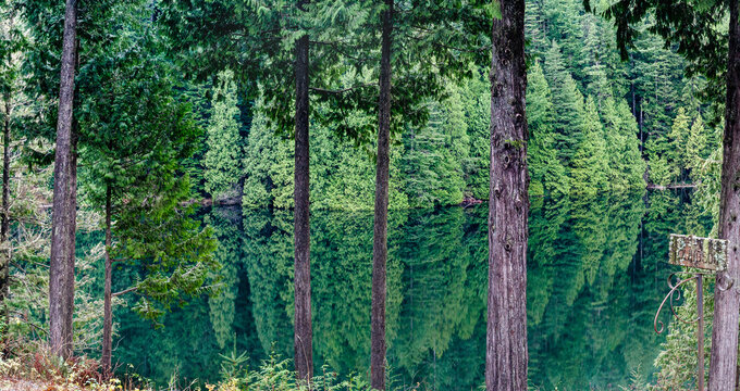 Tree reflections in a lake, Loon Lake, Maple Ridge, British Columbia, Canada