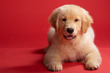 Golden retriever puppy dog laying down on seamless red background. His tongue is sticking out and he is smiling.  © Mat Hayward
