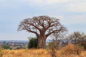 Dry african baobab (Adansonia digitata) in Tarangire national park, Tanzania