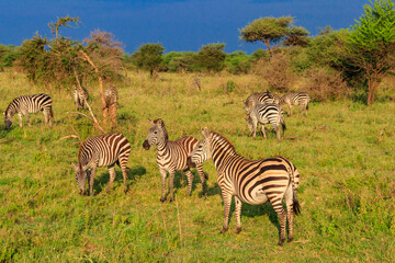 Herd of zebras in savanna in Serengeti national park in Tanzania. Wildlife of Africa