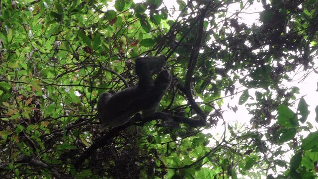 Sloth climbing in tree. Tropical trees in Costa Rica, Manuel Antonio rainforest.
