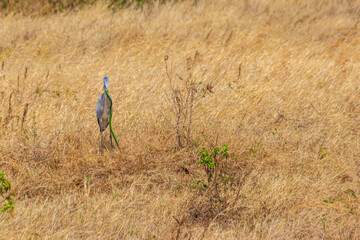 Black-headed heron (Ardea melanocephala) eating eastern green mamba (Dendroaspis angusticeps) snake in dry grass in Ngorongoro Crater National Park, Tanzania