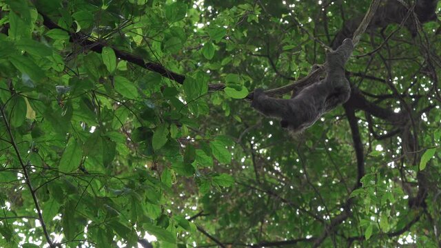Sloth climbing in tree. Tropical trees in Costa Rica, Manuel Antonio rainforest.