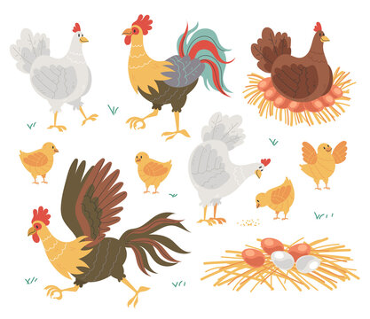 Farm chicken bird family nest concept illustration. Vector flat cartoon graphic design isolated set