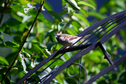 Sperling auf Gitter