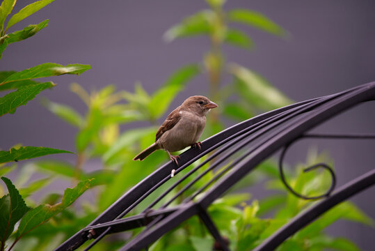 Sperling auf Gitter
