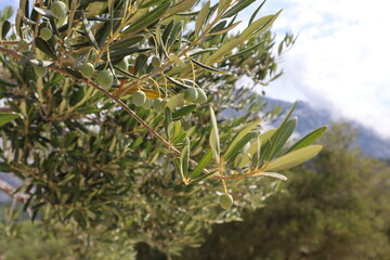 Green olives on an olive tree branch summer sunny day