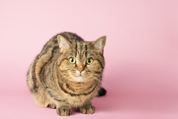 Portrait of a tabby cat looking at the camera on a pink background.