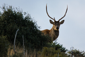 Red deer - Cervus elaphus wild walking at Parnitha mountain free