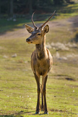 Naklejka na ściany i meble Red deer - Cervus elaphus wild walking at Parnitha mountain free
