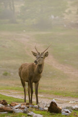 Red deer - Cervus elaphus wild walking at Parnitha mountain free