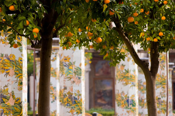 Oranges inside cloister of St. Chiara in Naples