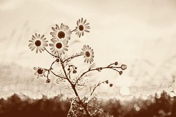 dreamy scenery with marguerite blossoms at the field, sepia toned - obrazy, fototapety, plakaty