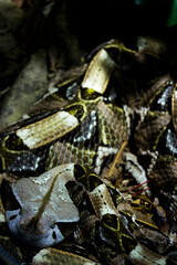 Snake