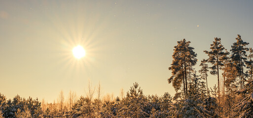 Obraz na płótnie Canvas Landscape with winter forest and sunset