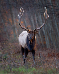bull elk