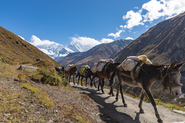 Shot of donkeys carrying goods and walking in a line on a road between mountains