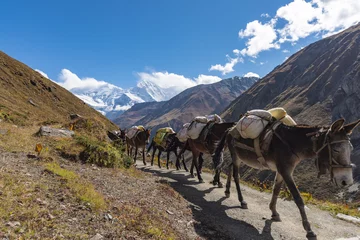 Tuinposter Shot of donkeys carrying goods and walking in a line on a road between mountains © Ganga Raj Sunuwar/Wirestock