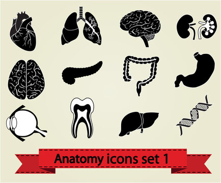 Human anatomy icons parts: brain, liver, heart, kidney, lung, stomach, eye and other. Set 1.