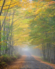 Fototapeta premium autumn in the forest