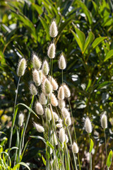 Beautiful vertical photo of green and white ornamental Hare's tail grass is in a garden in autumn