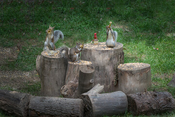 Obraz premium grey squirrels; animal; music; instraments; outside; band