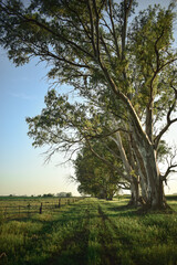Obraz premium trees in the park