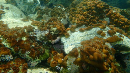 Naklejka na ściany i meble Сhicken liver sponge or Caribbean Chicken-liver sponge (Chondrilla nucula) undersea, Aegean Sea, Greece, Halkidiki