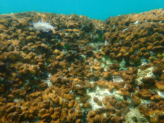 Fototapeta na wymiar Сhicken liver sponge or Caribbean Chicken-liver sponge (Chondrilla nucula) undersea, Aegean Sea, Greece, Halkidiki