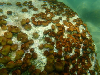 Сhicken liver sponge or Caribbean Chicken-liver sponge (Chondrilla nucula) undersea, Aegean Sea, Greece, Halkidiki