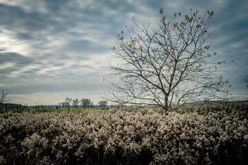Letzte Blätter am Baum