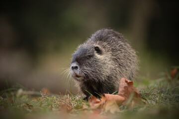 myocastor coypus - nutria