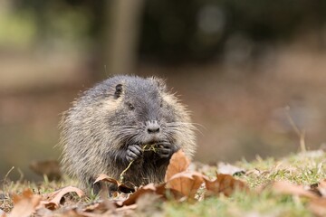 myocastor coypus - nutria
