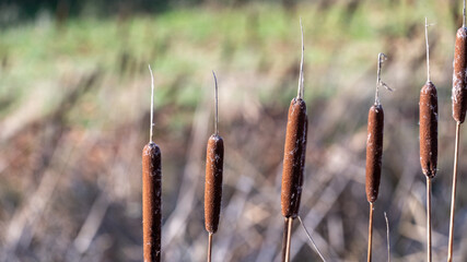 Fototapeta premium Pond reeds in the autumn