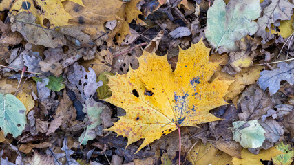 Golden Yellow autumn leaf on the ground