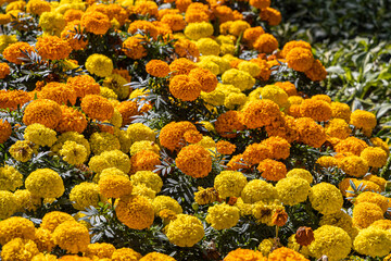 Fototapeta na wymiar Orange and yellow round Marigold flowers with beautiful green leaves bloom in autumn in the garden on the yellow background