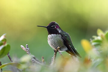 Hummingbird at Red Bluff, California