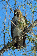Redtail Hawk at Sacramento Wildlife Refuge, California