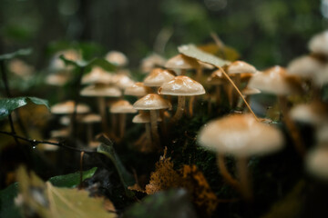 mushrooms in the forest
