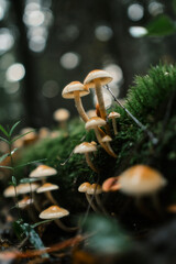 mushrooms in the forest