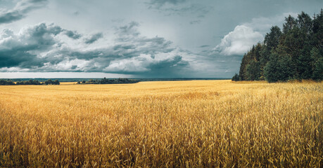 wheat field and sky