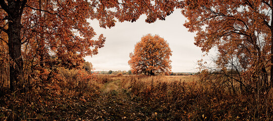 autumn in the forest