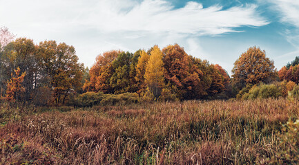 autumn in the forest